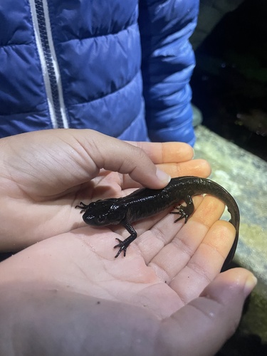 Lisbon pygmy newt, Jardim Da Rainha, Sintra, Lisboa, PT, photo 7 of 10