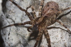 Acanthoctenus spiniger