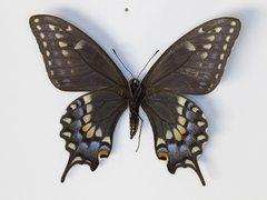 Papilio machaon bairdii
