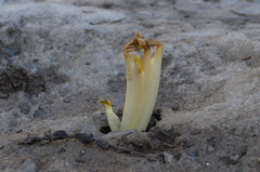 Archangelica brevicaulis