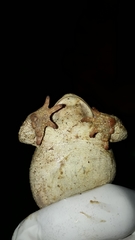 Bufotes boulengeri boulengeri