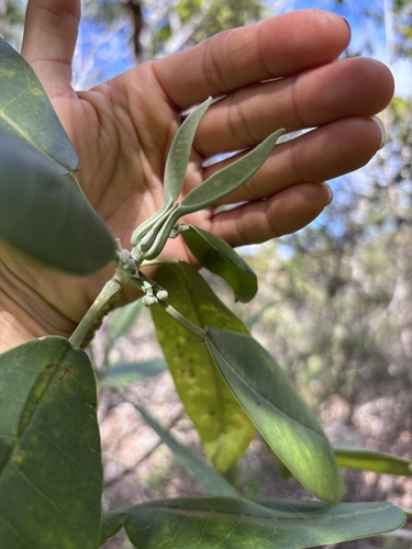 Melicope barbigera observed 2025-10-30