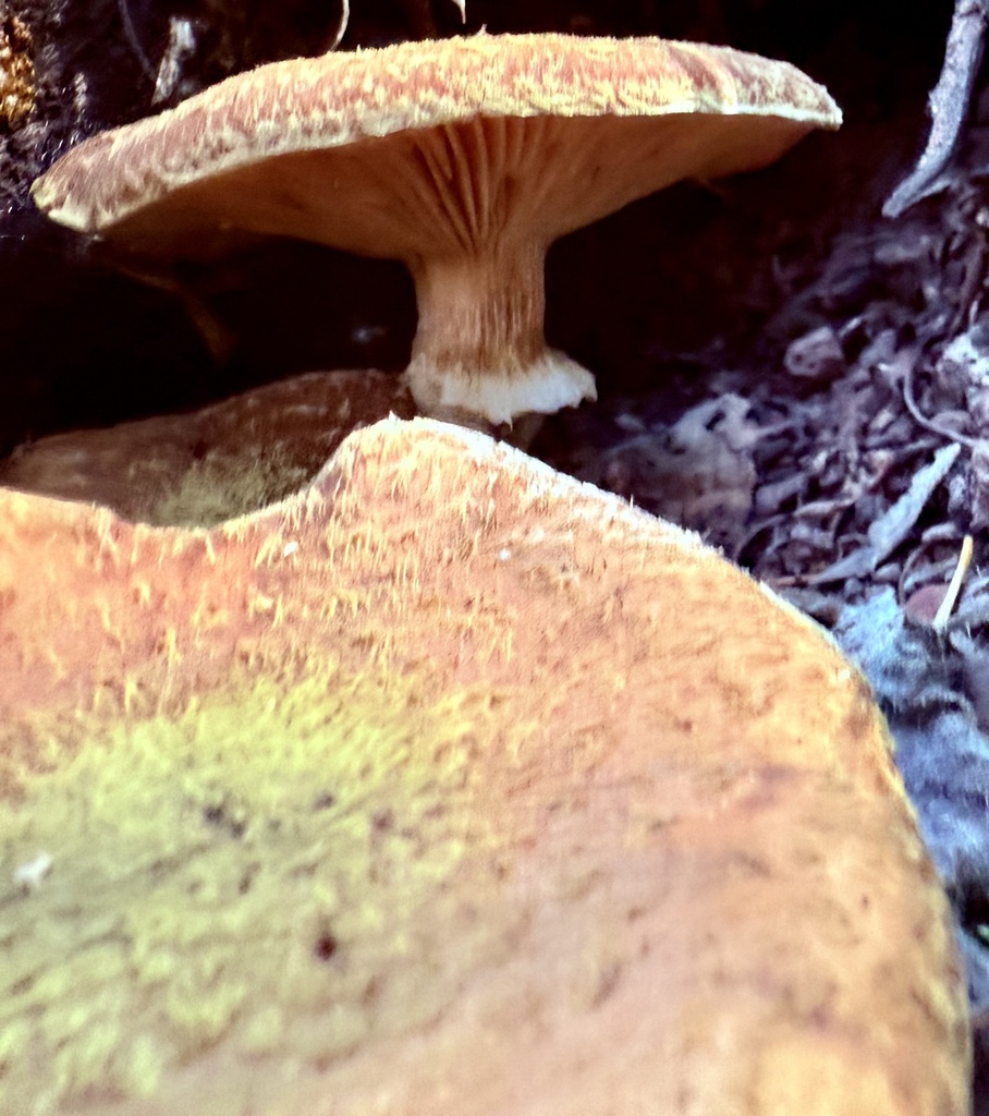Armillaria sinapina · December 2025 · photo: © hllrnnr (iNaturalist, cc0)