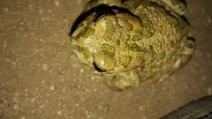 Bufotes boulengeri boulengeri