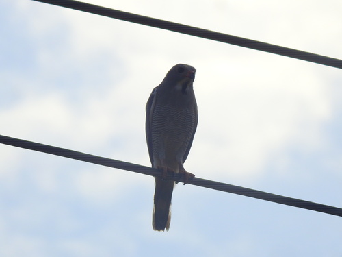 Northern Lizard Buzzard