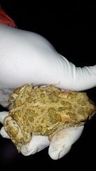 Bufotes boulengeri boulengeri
