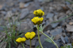 Ranunculus rufosepalus