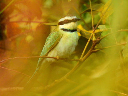 White-throated Bee-eater