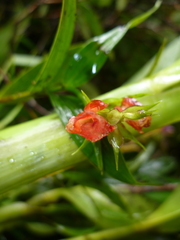 Elleanthus aurantiacus
