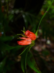 Elleanthus aurantiacus