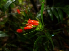 Elleanthus aurantiacus