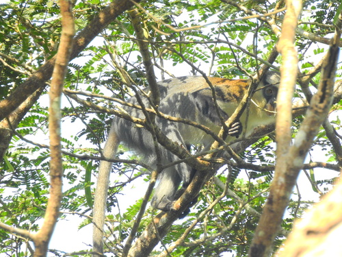 Campbell's Monkey