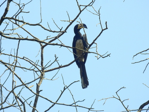 West African Pied Hornbill