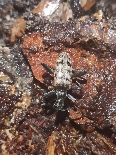 Ribbed Pine Borer