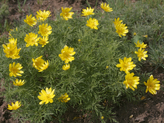 Adonis volgensis