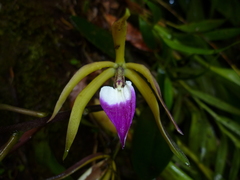 Prosthechea brassavolae