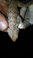 Agama tassiliensis