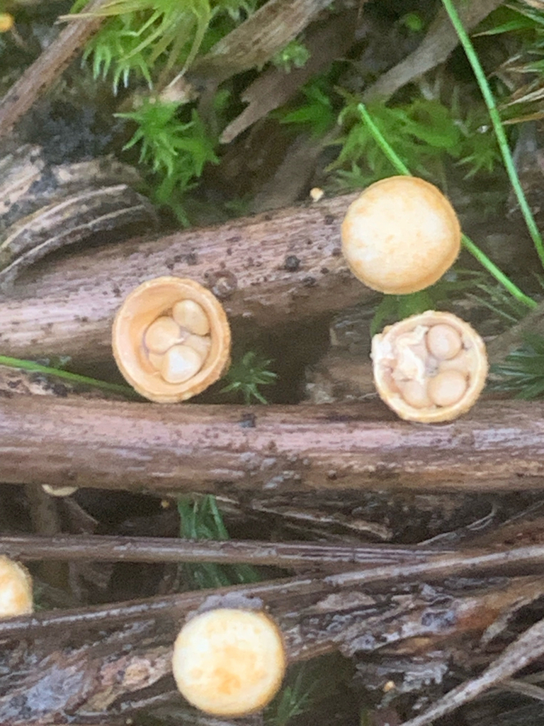 Crucibulum laeve · December 2025 · photo: © liamsteele (iNaturalist, cc-by)