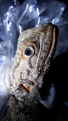 Agama tassiliensis