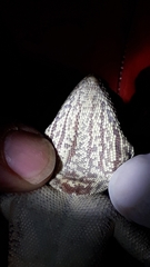 Agama tassiliensis