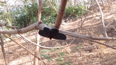 Melanis acroleuca acroleuca