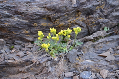 Draba arseniewii