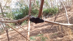 Melanis acroleuca acroleuca