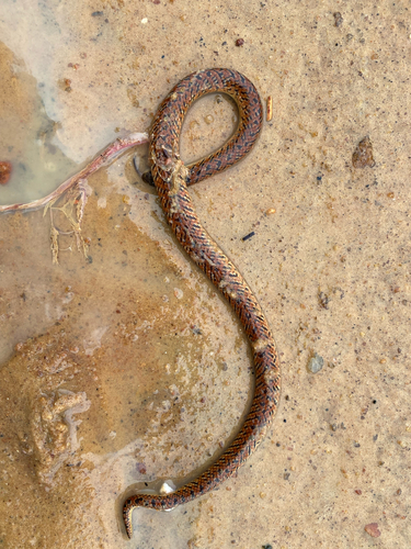 Atractus potschi