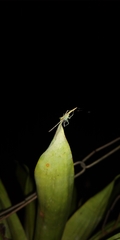 Araneomorphae