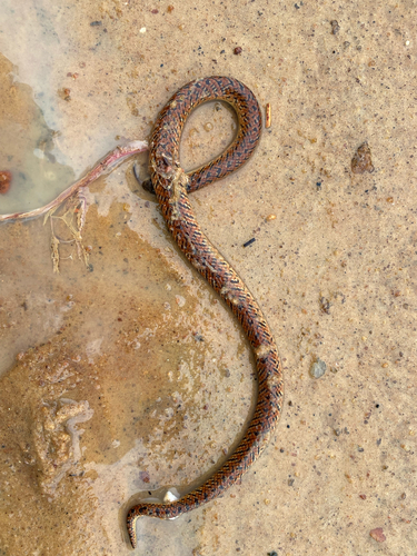 Atractus potschi