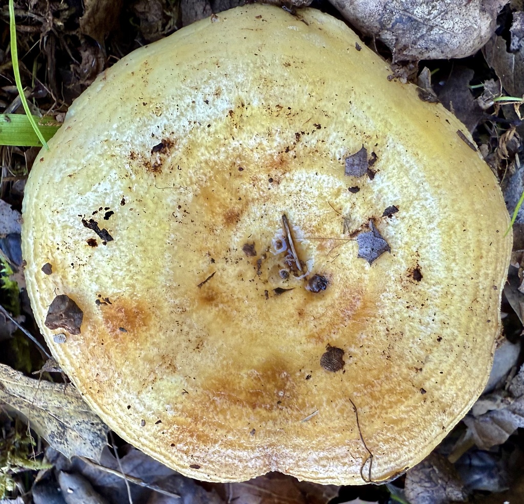 Lactarius alnicola · December 2025 · photo: © hllrnnr (iNaturalist, cc0)