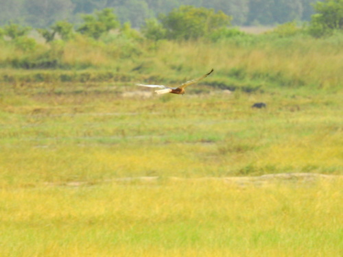 Western Marsh Harrier