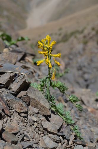 Corydalis gortschakovii