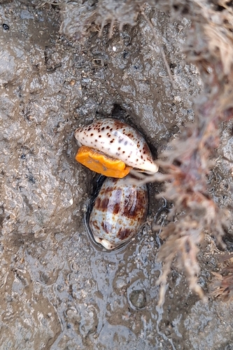 Cypraea lentiginosa observed 2025-12-05