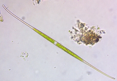 Closterium aciculare