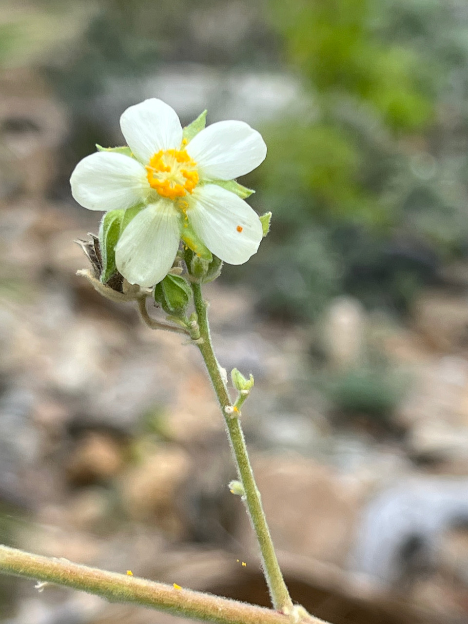 Abutilon xanti A.Gray 4