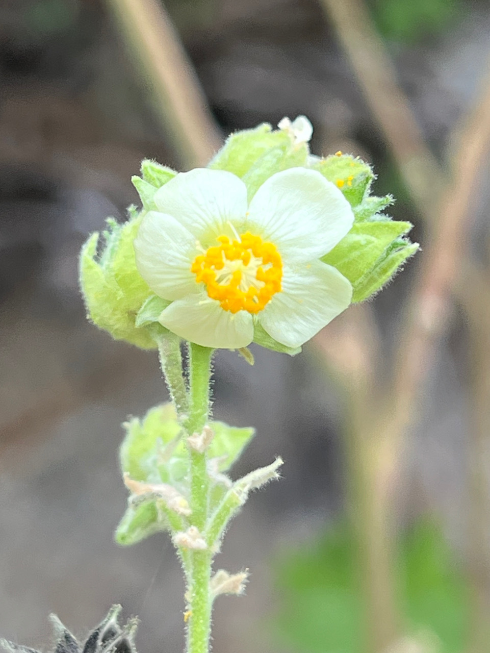 Abutilon xanti A.Gray 2