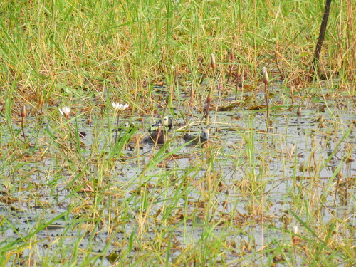 White-faced Whistling-Duck