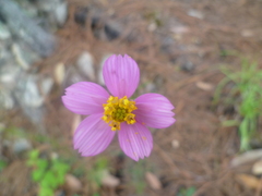 Cosmos crithmifolius