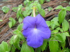 Achimenes longiflora