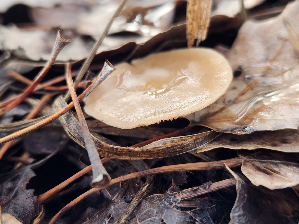 Rhodocollybia asema · December 2025 · photo: © lytiic (iNaturalist, cc-by-nc)