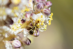 Myrmecocystus mimicus