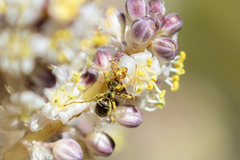 Myrmecocystus mimicus