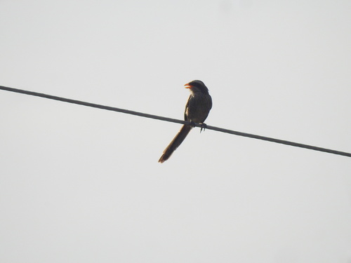 Yellow-billed Shrike