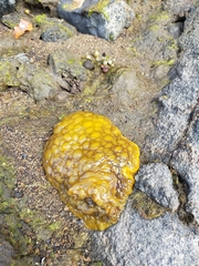 Doris wellingtonensis