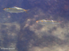 Spotback Herring photo 5