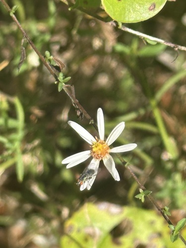 Unknown species found near College Station, TX, USA
