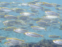 Spotback Herring photo 3