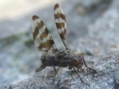 Pseudotephritis vau