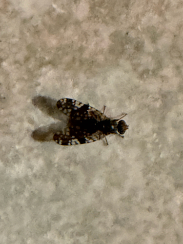 Unknown species found near Jackson County, US-OR, US